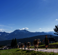 fileadmin/roha/images_galerie/brauchtum/Almabtrieb/Almabtrieb-Stoisser-Alm/BR-ALMAB-STOISS-2024-1581-1-D-roha-Brauchtum-Almabtrieb-Stoisseralm-Teisendorf-Anger.png