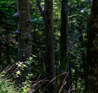 fileadmin/roha/images_galerie/Baum-natur-garten/Baeume/BAUM-STAMM-SCHWAMM-0011-D-roha--Baum-Stamm-Stockschwamm-Wald.png