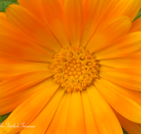 fileadmin/roha/images_galerie/Baum-natur-garten/Blumengarten-Blumen/BL-HAUSG-RINGBL-0002-D-roha-Blumen-Hausgarten-Ringelblume-Calendula-officinalis-gelb.png