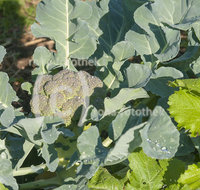 fileadmin/roha/images_galerie/Baum-natur-garten/Gemuese-Garten-Kraeuter-neu/GAR-GEM-BROK-0005-D-roha-Garten-Gemuese-Kohl-Brokkoli-Broccoli.jpg