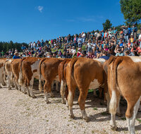 fileadmin/roha/images_galerie/brauchtum/Almabtrieb/Almabtrieb-Stoisser-Alm/BR-ALMAB-STOISS-2026-8943-D-roha-Almabtrieb-Stoisseralm-Teisendorf-Anger.jpg