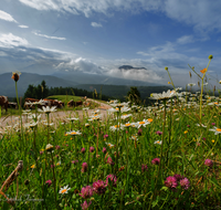 fileadmin/roha/images_galerie/orte_landschaft/Stoisser-Alm/TEI-STO-BL-0010-D-roha-Teisendorf-Anger-Stoisser-Alm-Kuehe-Blumenwiese.png