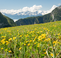fileadmin/roha/images_galerie/orte_landschaft/Kallbrunn-Alm/KALLB-ALM-0036-D-roha-Kallbrunn-Alm-Gebirge-Blumenwiese.png