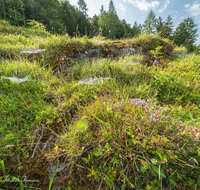 fileadmin/roha/images_galerie/Baum-natur-garten/Natur-Wildblumen-Landschaft/BL-BERG-WIESE-BUCK-1-5099-D-roha-Buckelwiese-Vorderettenberg.jpg