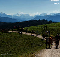 fileadmin/roha/images_galerie/brauchtum/Almabtrieb/Almabtrieb-Stoisser-Alm/BR-ALMAB-STOISS-2024-1419-2-D-roha-Brauchtum-Almabtrieb-Stoisseralm-Teisendorf-Anger.png