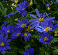 fileadmin/roha/images_galerie/Baum-natur-garten/Natur-Wildblumen-Landschaft/BL-ANEM-0003-D-roha-Blumen-Anemone.png
