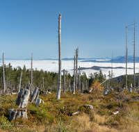 fileadmin/roha/images_galerie/Baum-natur-garten/Baeume/BAUM-TOTH-TEIS-B-0003-D-roha-Baum-Wald-Totholz-Teisenberg-Poschennock.png