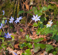 fileadmin/roha/images_galerie/Baum-natur-garten/Natur-Wildblumen-Landschaft/BL-LEB-0011-D-roha-Blumen-Wildblumen-Leberbluemchen-Hepatica-nobilis.png