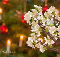 fileadmin/roha/images_galerie/brauchtum/Weihnachten/BR-WEIH-BARB-CHR-0003-D-M-roha-Brauchtum-Weihnachten-Barbara-Zweig-Christbaum-Kirsch-Bluete.png