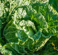 fileadmin/roha/images_galerie/Baum-natur-garten/Gemuese-Garten-Kraeuter-neu/GAR-GEM-0010-04-D-ADH-roha-Garten-Gemuese-Kohl-Kraut-Weisskraut-Wirisng.png