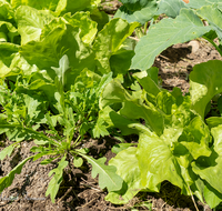 fileadmin/user_upload/GAR-GEM-0039-02-D-roha-Garten-Gemuese-Blumen-Salat-Kohl-Kraeuter.png
