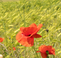fileadmin/roha/images_galerie/Hintergrund-Download/1920x1080_-_Handy/SAAL-0031-D-roha-Saaldorf-Getreidefeld-Klatsch-Mohn-Kirche-Papaver-rhoeas.png
