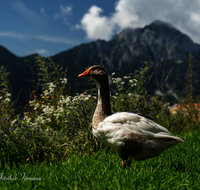 fileadmin/roha/images_galerie/Tiere/Vogel/TIE-VOEG-GANS-0012-D-roha-Tiere-Voegel-Gans-Anserinae-Hochstaufen.png