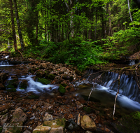 fileadmin/roha/images_galerie/wasser/WAS-WILDB-TEISB-SAUW-1-2244-D-roha-Wasser-Wildbach-Teisenberg-Alpenbach.png