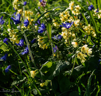 fileadmin/roha/images_galerie/Baum-natur-garten/Natur-Wildblumen-Landschaft/BL-WIESE-FRUEHL-0020-D-roha-Blumenwiese-Fruehling-Schluesselblume-Primula-elatior-Annemone.png