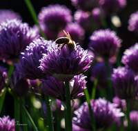 fileadmin/roha/images_galerie/Baum-natur-garten/Gemuese-Garten-Kraeuter-neu/GAR-KRAEUT-SCHNIT-0003-D-roha-Garten-Kraeuter-Schnittlauch-Biene.png