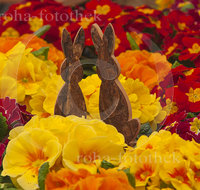 fileadmin/roha/images_galerie/Baum-natur-garten/Gaertnerei/BL-GAERTN-PRI-0001-D-roha-Blumen-Primel-primula-vulgaris-Gewaechshaus-Gaertnerei-Osterhase.jpg