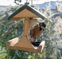 fileadmin/roha/images_galerie/Tiere/Vogel/TIE-VOEG-HAEUSCH-0013-0-06-D-roha-Tiere-Vogel-Haeuschen-Futter-Specht.png