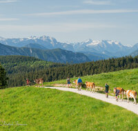 fileadmin/roha/images_galerie/orte_landschaft/Stoisser-Alm/BR-ALMAUF-STOISS-1-8050-D-roha-Almauftrieb-Stoisseralm-Teisendorf-Anger.jpg