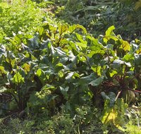 fileadmin/roha/images_galerie/Baum-natur-garten/Gemuese-Garten-Kraeuter-neu/GAR-GEM-0035-D-roha-Garten-Gemuese-Salat-biologisch-Rote-Beet.jpg