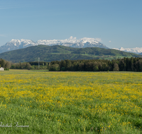 fileadmin/roha/images_galerie/orte_landschaft/Teisendorf/IN-LANDS-Teisendorf/LANDS-TEIS-PUN-0037-D-roha-Landschaft-Teisendorf-Punschern-Untersberg-Lattengebirge.png
