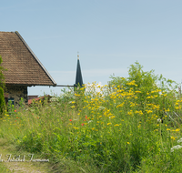 fileadmin/roha/images_galerie/orte_landschaft/Piding/PID-0008-D-roha-Piding-Kirche-Blumenwiese.png