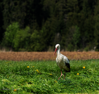 fileadmin/roha/images_galerie/Tiere/Vogel/TIE-VOEG-STOR-0015-D-roha-Tier-Vogel-Weiss-Storch-Ciconia-ciconia.png